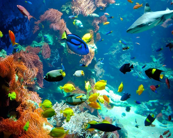 Museum of Natural History and Technology [Museum “Haus der Natur”]