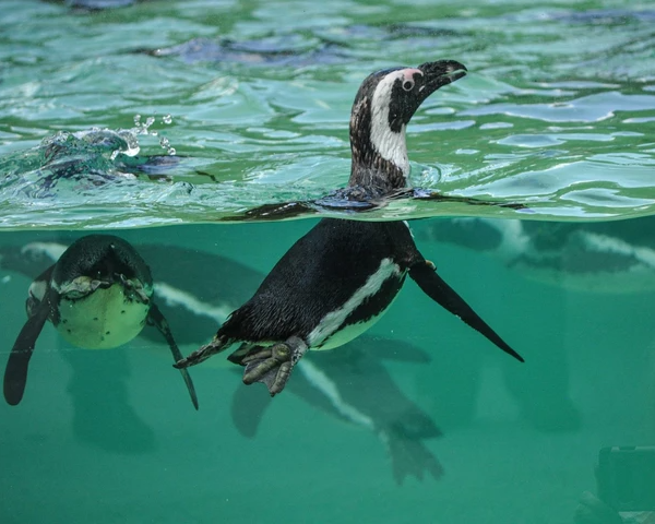 Salzburg Zoo Hellbrunn [Zoo Salzburg Hellbrunn]